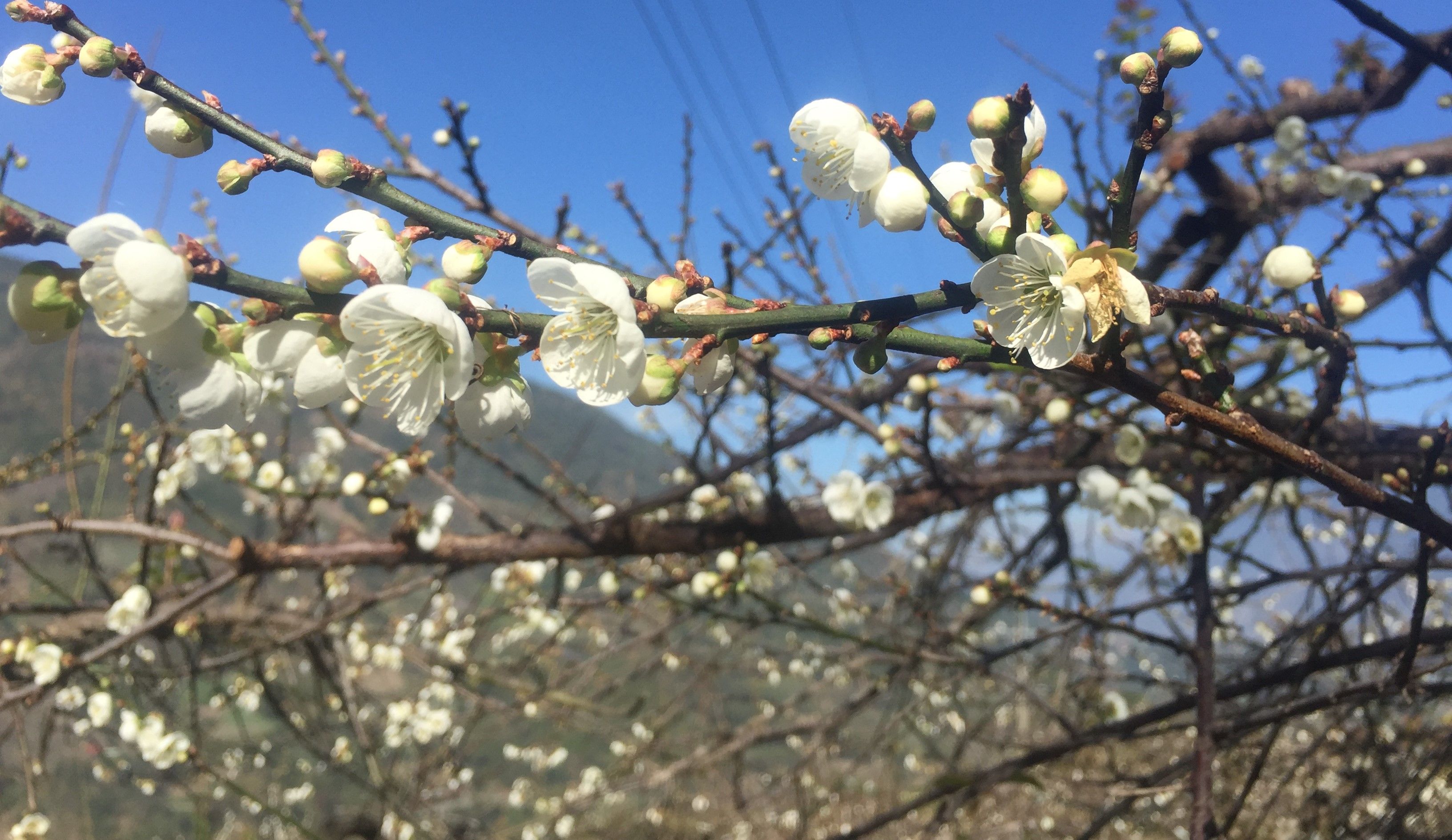 梅花易数冬至换年_梅花宋王安石墙角数_学梅花易术不利