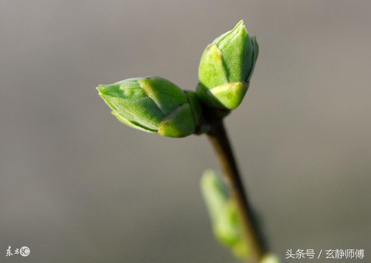 <strong>这个生肖的人，一生好运不断，婚姻不顺</strong>