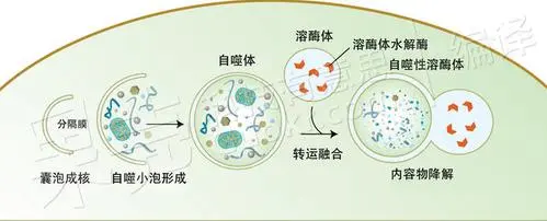 抗癌症药物的临床作用及更新过程（图3）